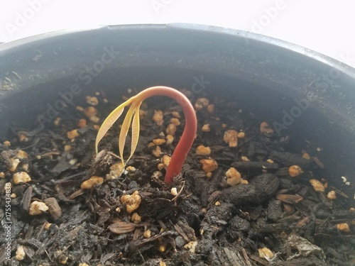 Tiny Avocado Tree Just Starting to Sprout Out of the Dirt