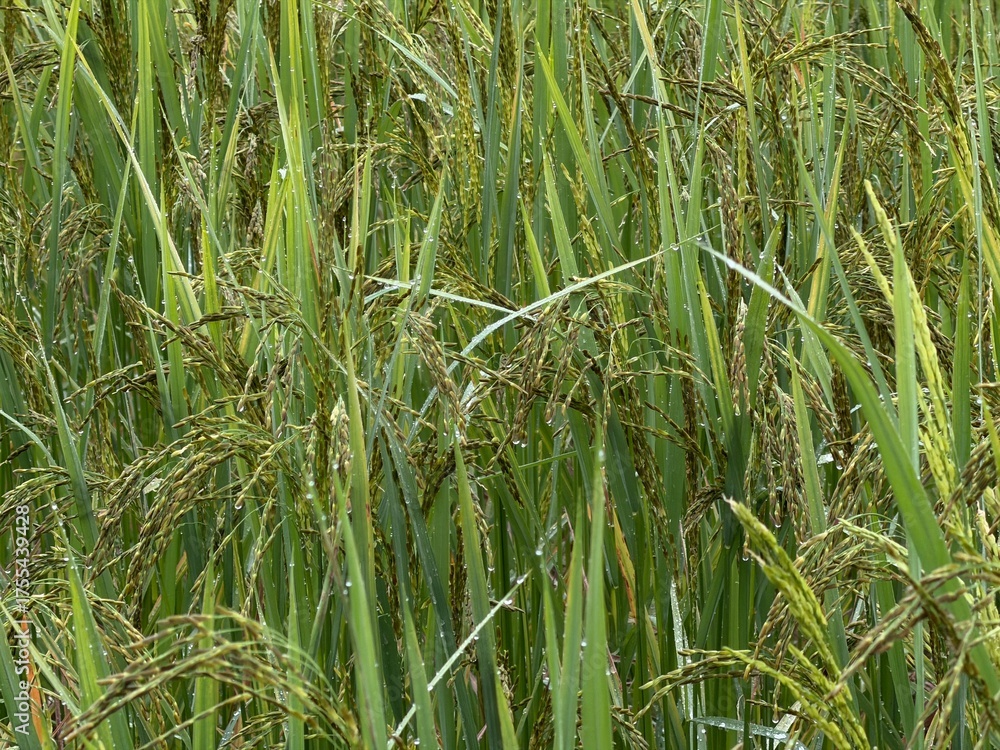 Obraz premium Close-up of ripening green rice stalks and grains in a paddy field, covered with morning dew or fresh raindrops. Symbolizing harvest, agriculture, and abundance.