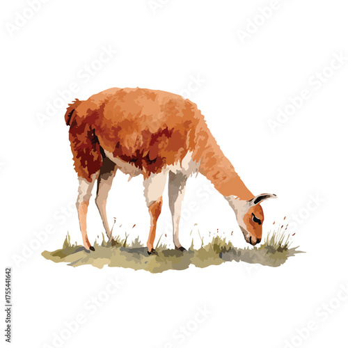 Wild Guanaco Grazing on Grass Vector Illustration.