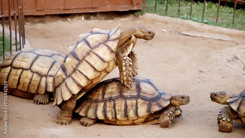 Large tortoise walking on dry ground near wooden fence