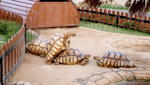 Tortoise crawling on sandy path under warm sunlight