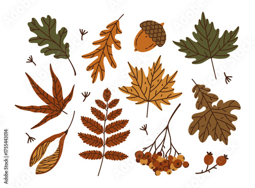 Autumn foliage vector set. Colorful oak, maple, and rowan leaves. Forest harvest of acorns, berries, winged seeds. Cozy clip art for seasonal decorations, fall holidays. Hand drawn botanical sketch