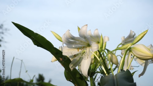 Close up of the Crinum Lily Crinum latifolium blossoms and leaves swaying in a realistic motion video with sky background