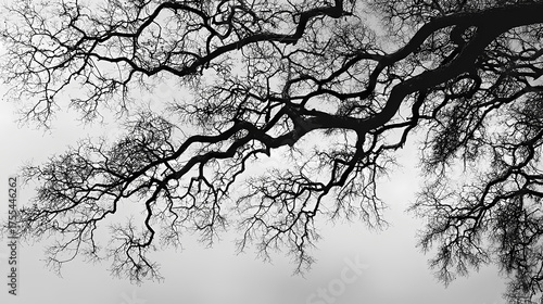 A dramatic black and white image showcasing the intricate branches of a tree against a cloudy sky. The branches twist and turn, creating a stark and beautiful pattern