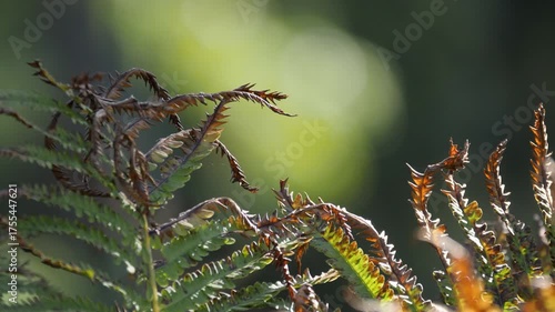 Fern leaves curling under warm sunlight.
