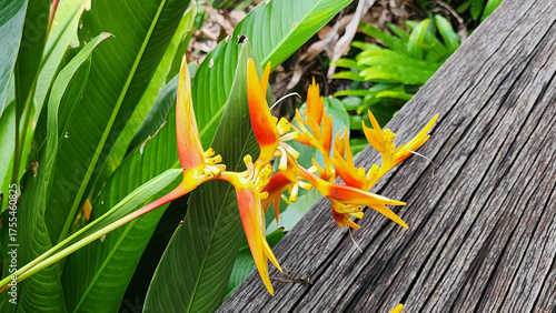 Wallpaper Mural Tropical orange and yellow heliconia flowers with green leaves growing beside textured wooden surface in natural outdoor setting, Heliconia psittacorum, Parrot's Beak, Parrot’s Flower  Torontodigital.ca