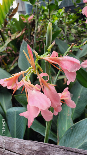 Wallpaper Mural Pink flower bloom with green leaves background in garden natural light, Canna indica, Canna Lily, Canna, Indian Shot Torontodigital.ca