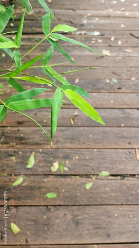 Wallpaper Mural Green bamboo leaves with natural wooden floor background, fresh and vibrant foliage creating peaceful outdoor atmosphere in soft daylight Torontodigital.ca