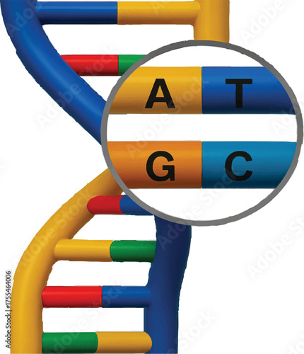 DNA double helix and base pairing.