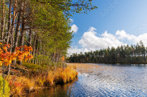 Calm forest lake with vibrant autumn colors and blue sky with clouds, peaceful Scandinavian wilderness scene perfect for travel, adventure, mindfulness and eco tourism projects