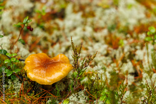 Close-up of a golden brown mushroom growing among moss and lichen in a Scandinavian forest, symbolizing autumn, nature, and wilderness tranquility