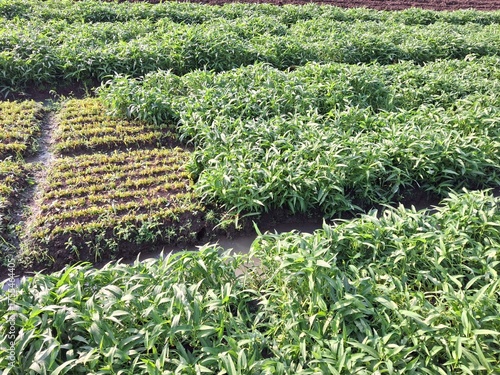 water spinach plantation land