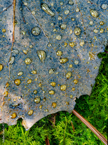 739-27 Aspen Moss
