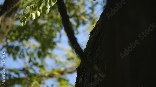 Small bird perched on a mossy tree trunk.
