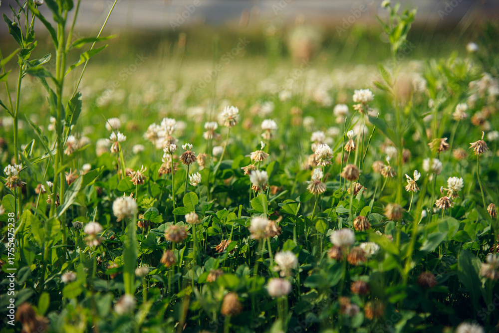 Fototapeta premium White Clover Field in Soft Sunlight – Spring Nature Background