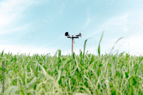 White Clover Field in Soft Sunlight – Spring Nature Background