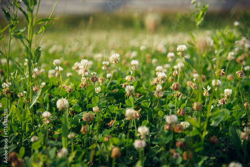 White Clover Field in Soft Sunlight – Spring Nature Background