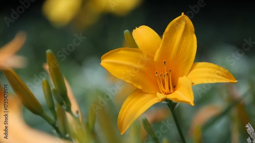 Yellow lily flower blooming in sunlight.
