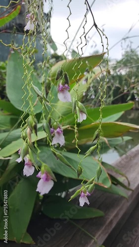 Delicate pink flower buds hang from curly green stems with lush leaves in natural outdoor plant scene full of gentle beauty calmness and fresh nature atmosphere