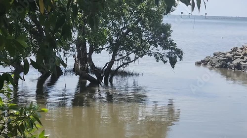 Mangrove tree growing in calm sea water near rocky shore under clear sky with peaceful coastal reflection and distant horizon showcasing natural green leaves and serene water surface