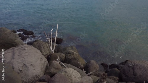 Escollera con rama seca