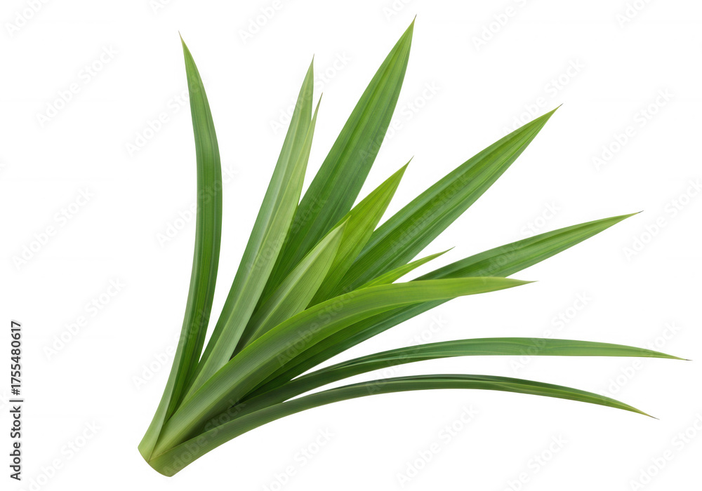 Obraz premium Lush green pandan leaves plant herb isolated on a transparent background