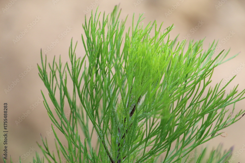 Obraz premium Close-Up of Green Needle-Like Leaves on Outdoor Plant with Soft Background