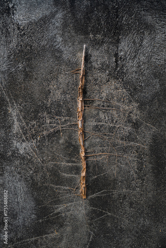 Close-up of a dry, dead tree root still clinging to a textured grunge wall. An abstract concept of survival, resilience, memory, and the beauty of decay.