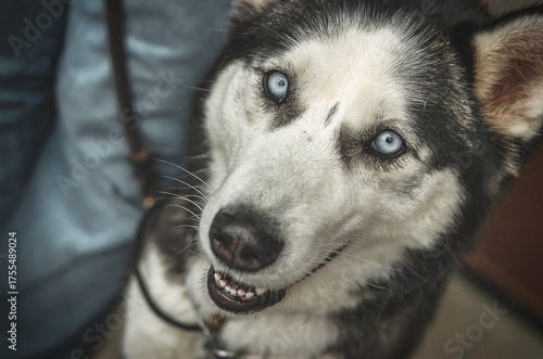 Portrait of Siberian Husky dog