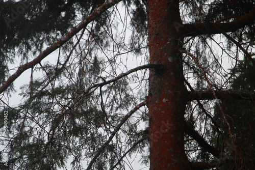 Wallpaper Mural Close-Up of Conifer Tree Trunk with Reddish Bark and Green Needle-Covered Branches Torontodigital.ca