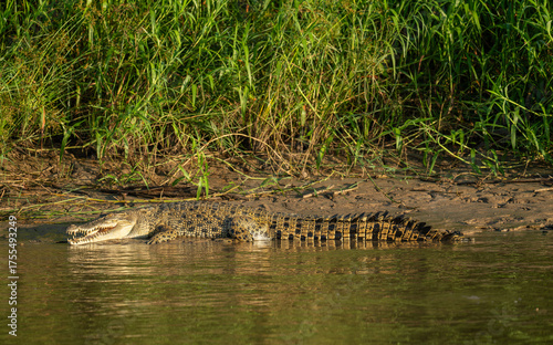 Saltwater Crocodile Basking on Riverbank in Borneo Tropical Rainforest