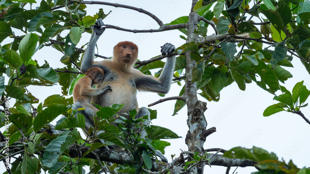 Naklejka premium Female Proboscis Monkey with Baby Clinging in Tree Canopy of Borneo Rainforest