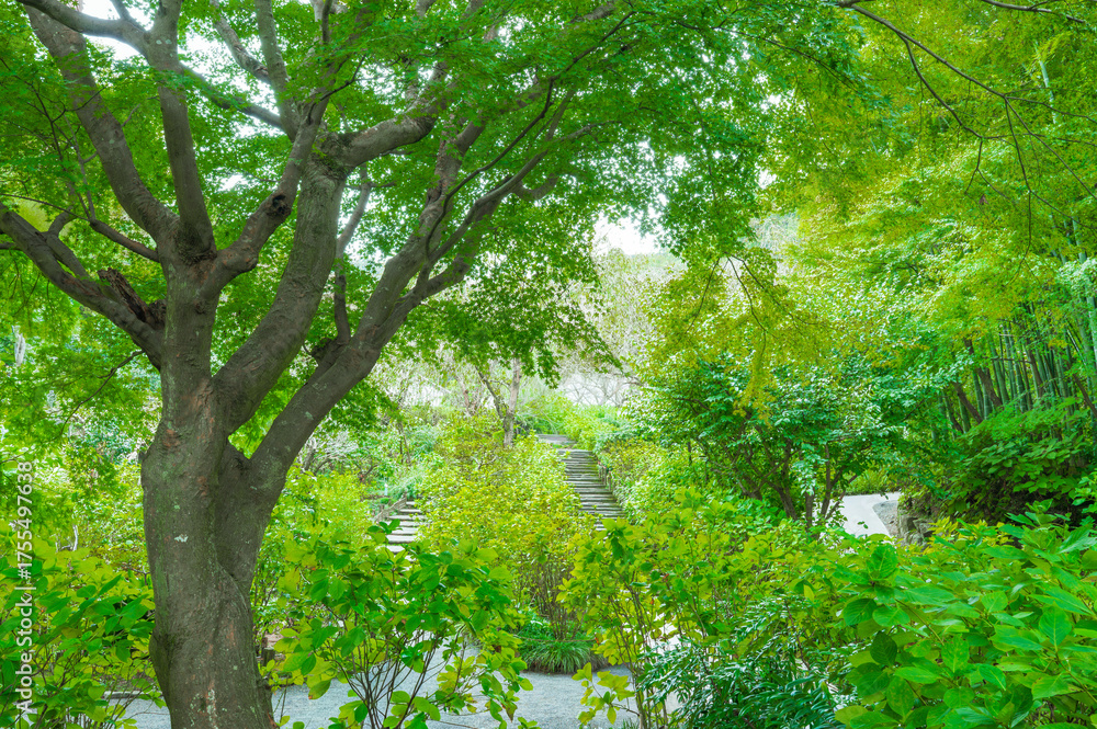 Naklejka premium 緑の中の階段