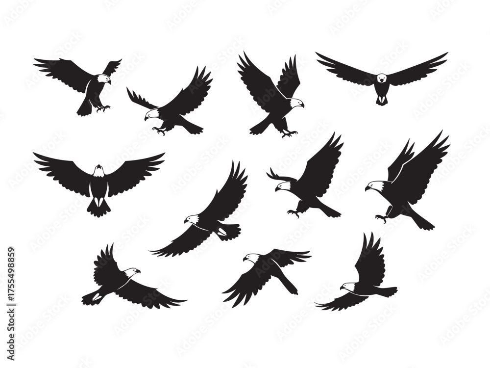 Obraz premium bald eagle 