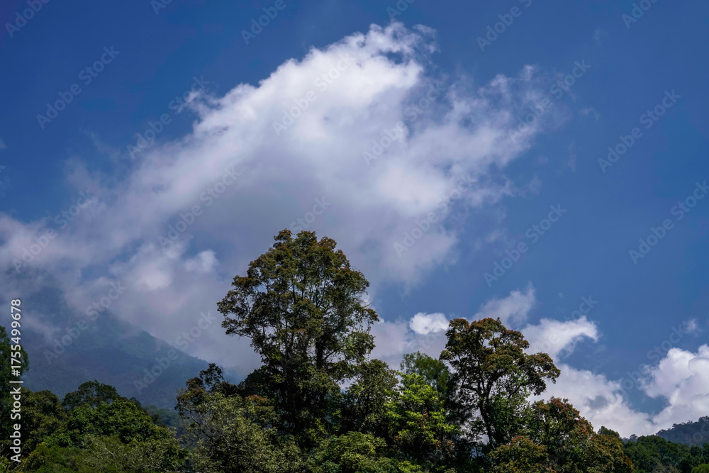 Obraz premium Blue sky with single tree silhouette below 