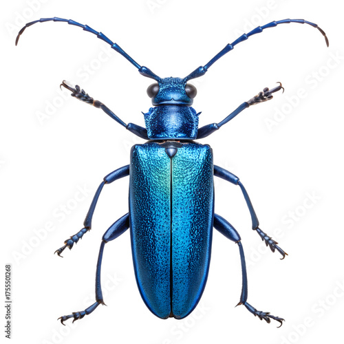 Stunning metallic blue longhorn beetle (Cerambycidae) showcasing vibrant iridescent shell texture, isolated on transparent background