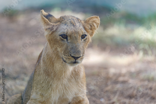 portrait of a young lion	

