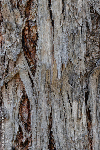 bark of a tree close up	
