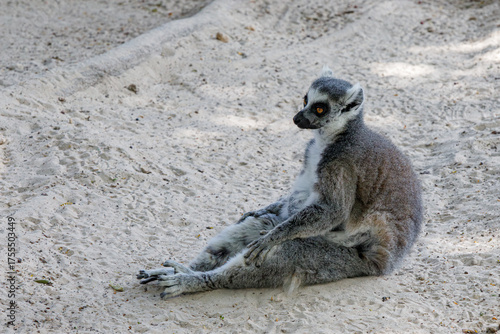 ring tailed lemur sitting on the ground