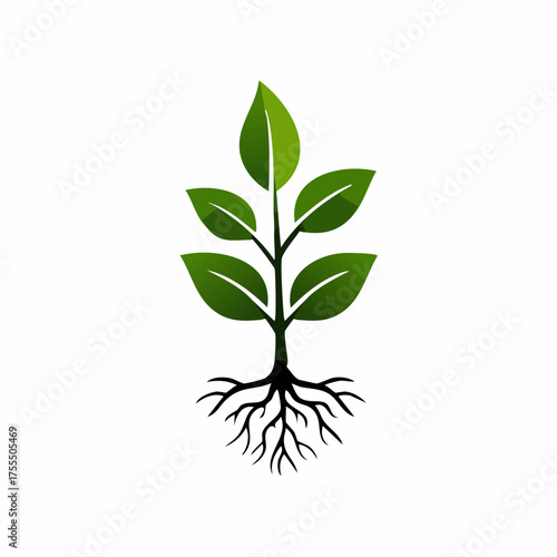 Green plant illustration with leaves and roots on white background