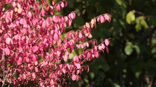 Pink leaves glowing in autumn sunlight.