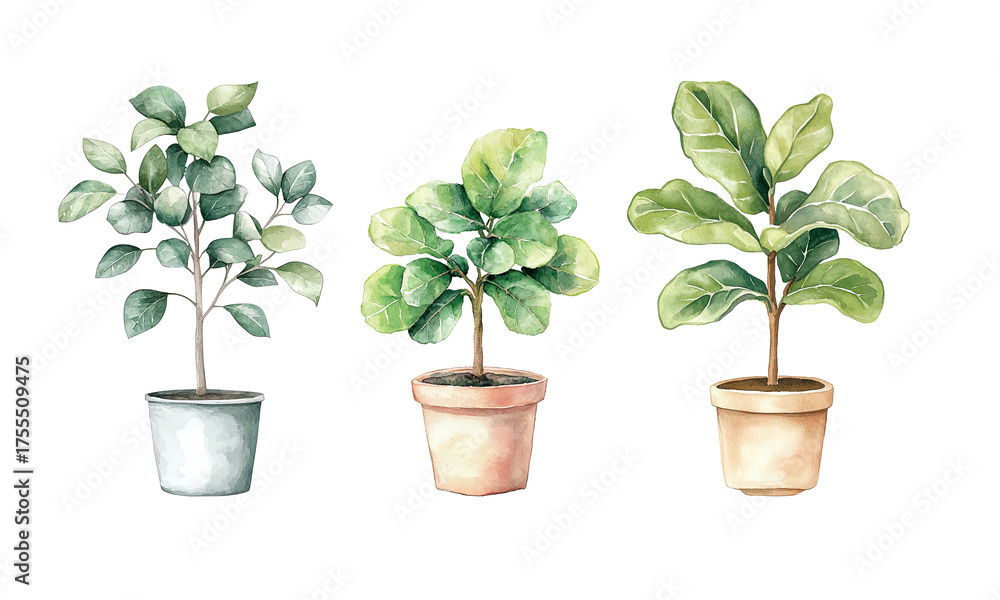Fototapeta premium Watercolor potted home Ficus plants for modern interiors, perfect for home decor