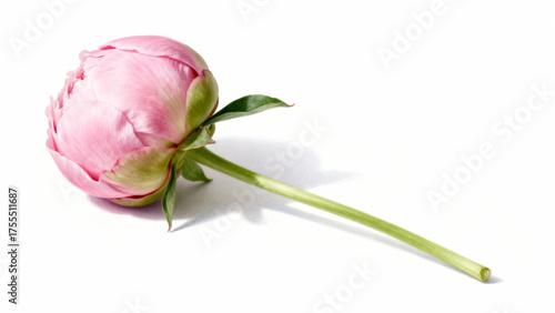 A single pink peony bud with a green stem and leaves on a white background