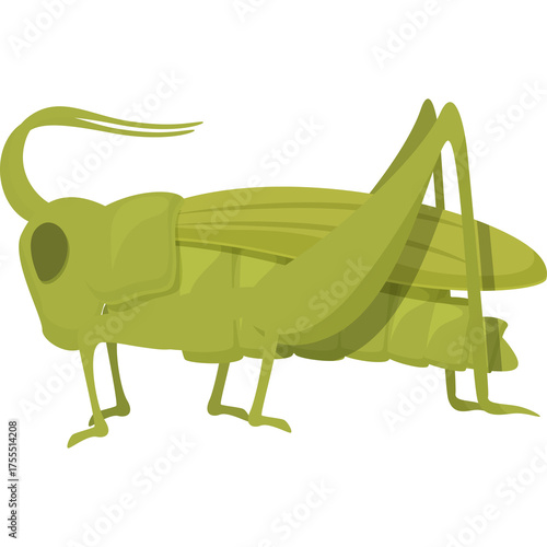 Olive Green Grasshopper Insect Detailed Vector Illustration On White Background Transparent No Watermarks Or Logos