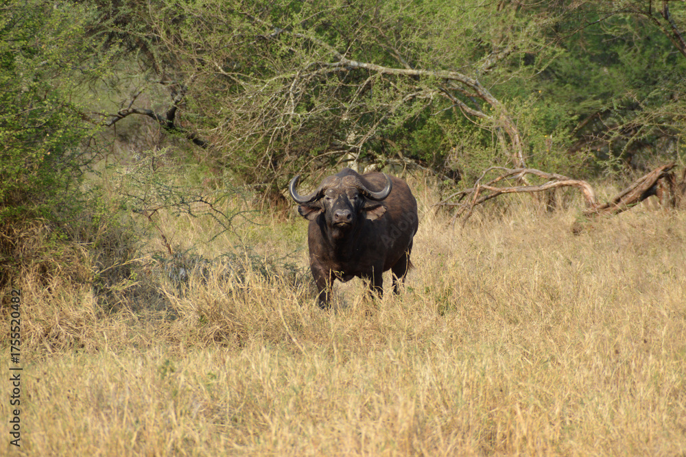 Obraz premium Africa, Tanzania, Segengeti, buffalo