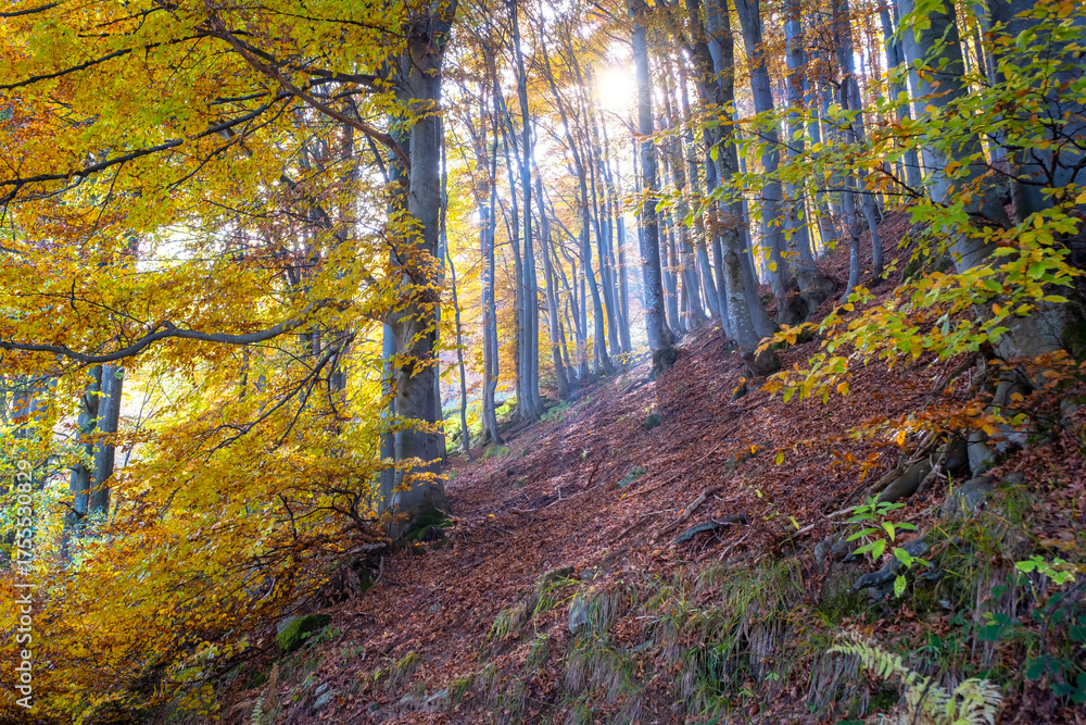 Fototapeta premium Mountain misty undergrowth in the Valdilana region (Piedmont, Northern Italy). This area is a famous nature reserve, full of trekking paths.