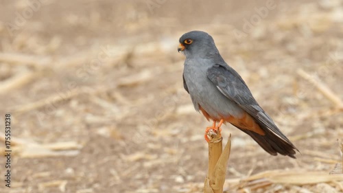A red-footed falcon perched on a branch in a field, looking around in search of prey.