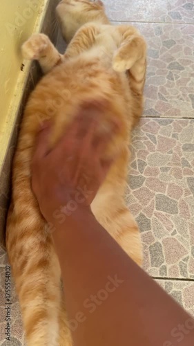 Touching Ginger cat belly .
