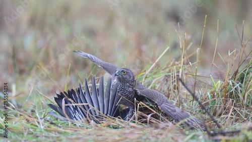 Birds of prey female Sparrowhawk Accipiter nisus, hunting time bird, Poland Europe autumn time meadow, Sparrowhawk try to kill Eurasian Jay, awesome action