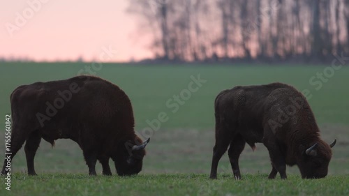 Mammals - wild nature European bison ( Bison bonasus ) Wisent two bulls standing on the autumn field sundown North Eastern part of Poland, Europe Knyszynska Primeval Forest